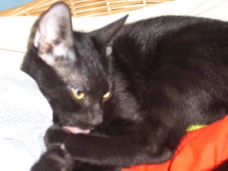 Picture of a cat / kitten / feline