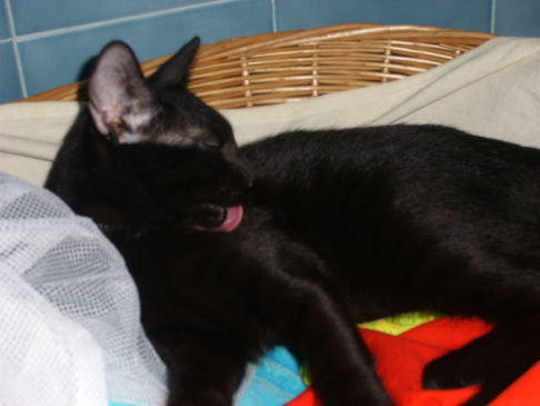 Picture of a cat / kitten / feline