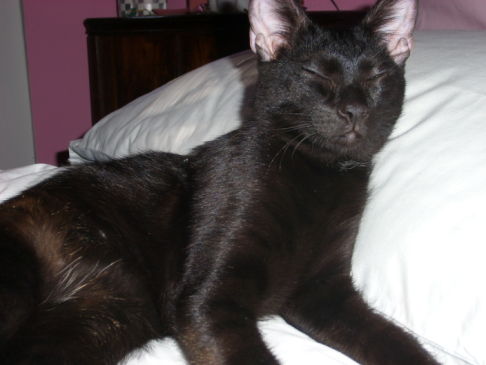 Picture of a cat / kitten / feline