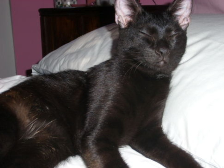 Picture of a cat / kitten / feline