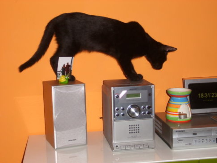 Picture of a cat / kitten / feline