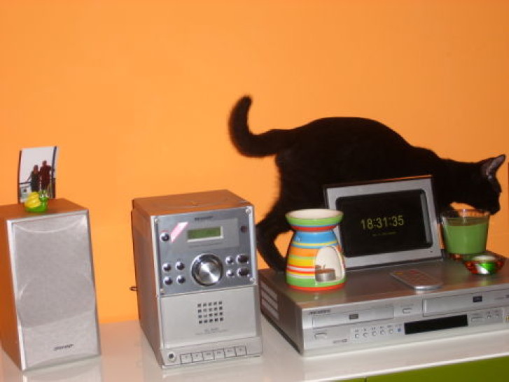 Picture of a cat / kitten / feline