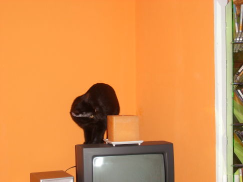 Picture of a cat / kitten / feline