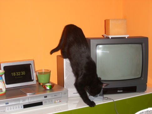 Picture of a cat / kitten / feline