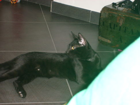 Picture of a cat / kitten / feline