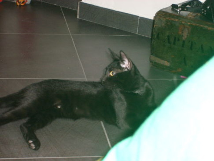 Picture of a cat / kitten / feline