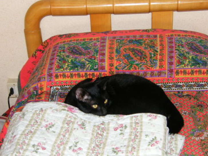 Picture of a cat / kitten / feline