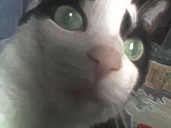 Picture of a cat / kitten / feline