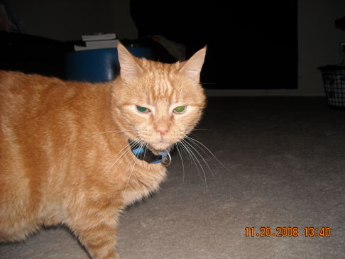 Picture of a cat / kitten / feline