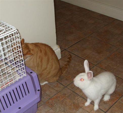 Picture of a cat / kitten / feline