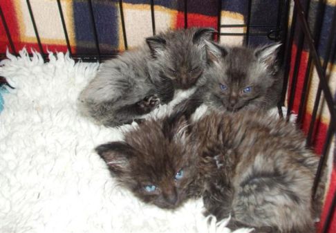 Picture of a cat / kitten / feline