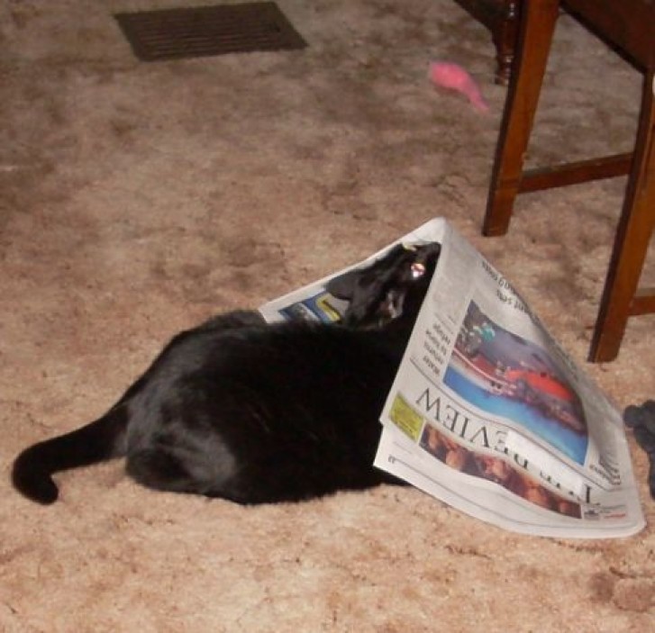 Picture of a cat / kitten / feline