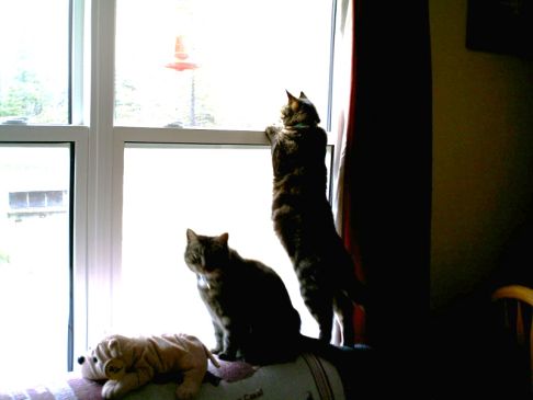 Picture of a cat / kitten / feline