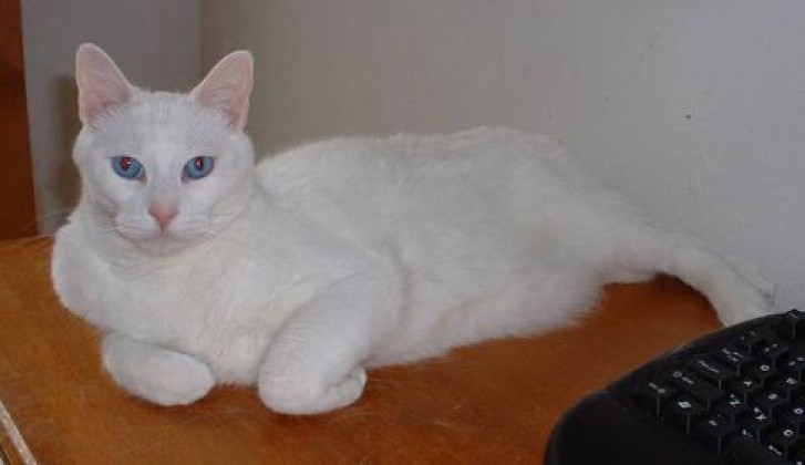 Picture of a cat / kitten / feline