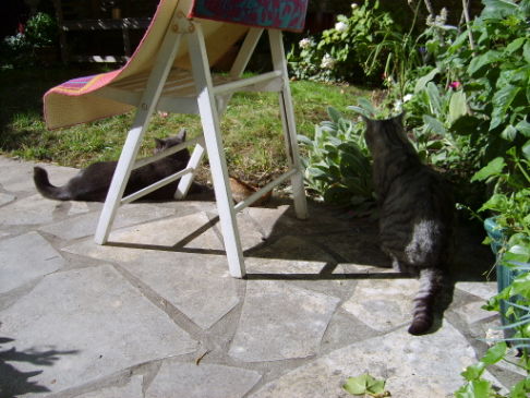 Picture of a cat / kitten / feline