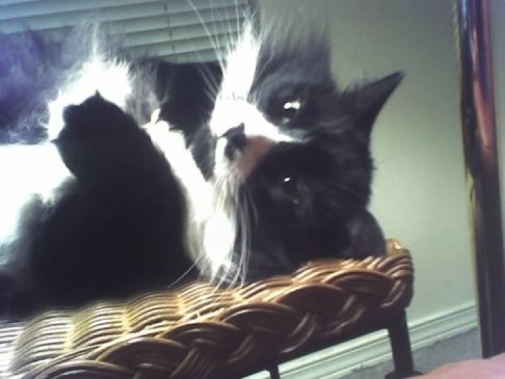 Picture of a cat / kitten / feline