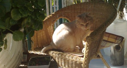 Picture of a cat / kitten / feline