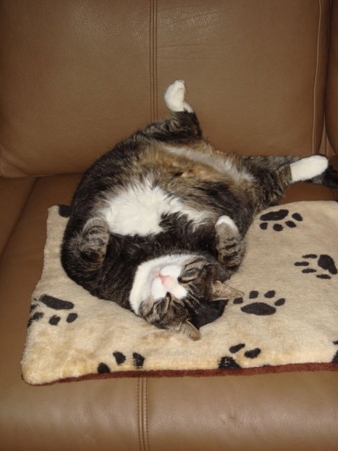 Picture of a cat / kitten / feline