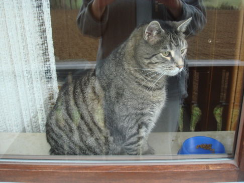 Picture of a cat / kitten / feline