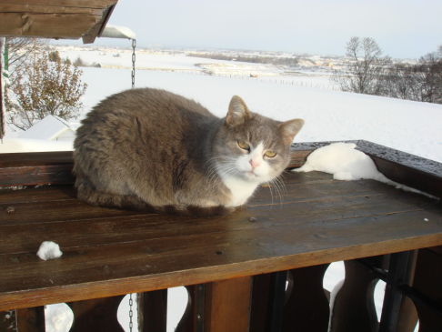 Picture of a cat / kitten / feline