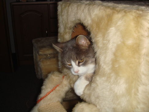 Picture of a cat / kitten / feline