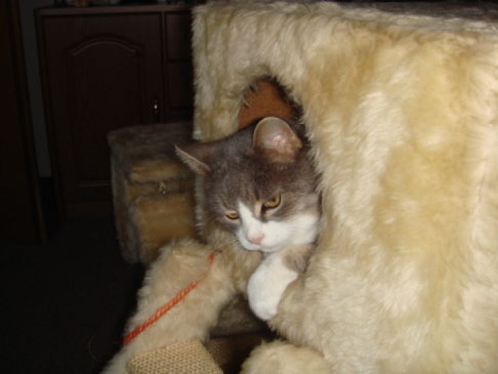 Picture of a cat / kitten / feline