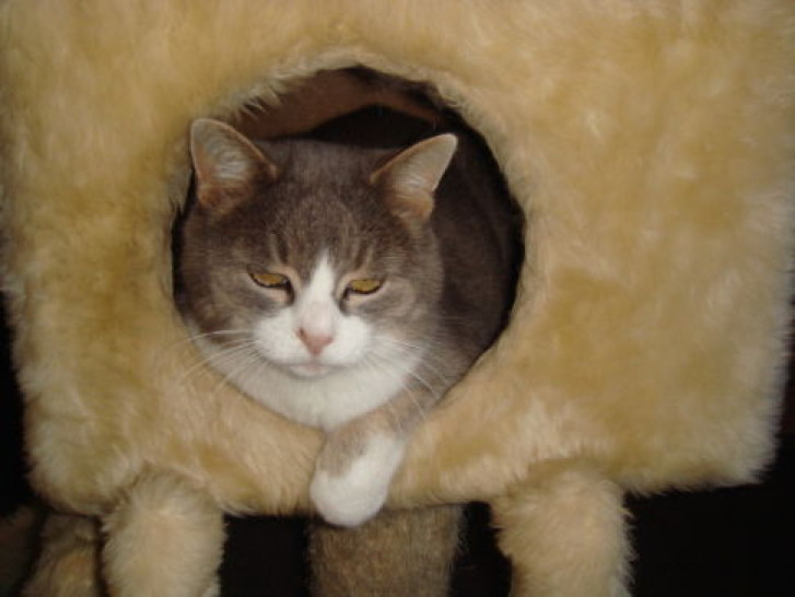 Picture of a cat / kitten / feline