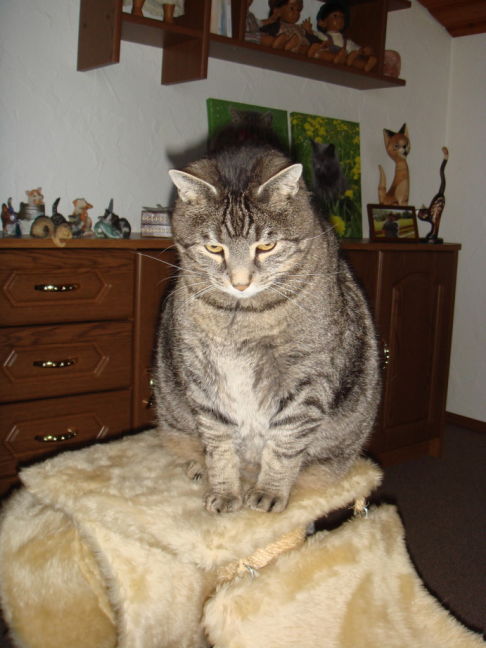 Picture of a cat / kitten / feline