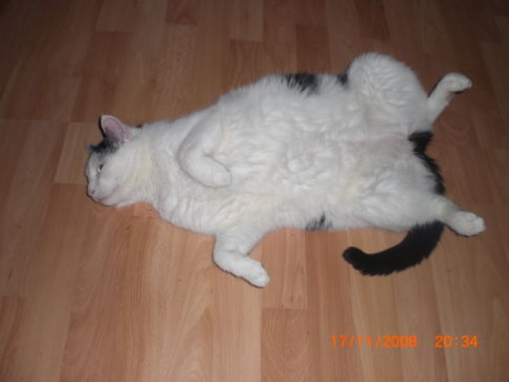 Picture of a cat / kitten / feline