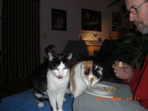 Picture of a cat / kitten / feline