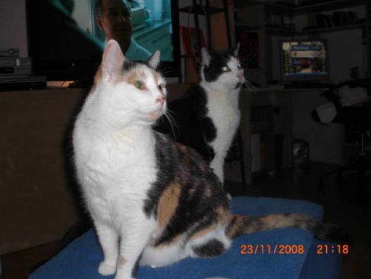 Picture of a cat / kitten / feline