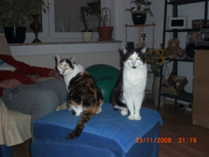 Picture of a cat / kitten / feline