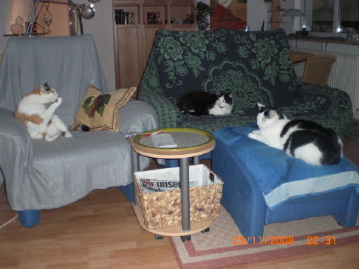 Picture of a cat / kitten / feline