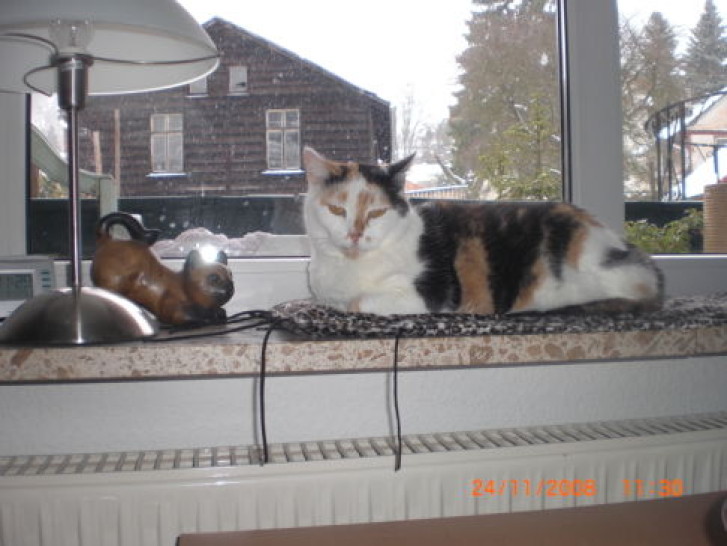 Picture of a cat / kitten / feline