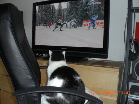 Picture of a cat / kitten / feline