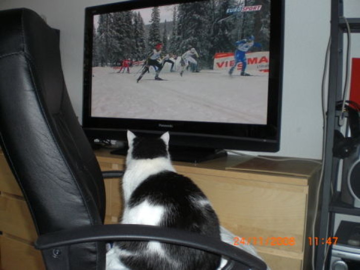 Picture of a cat / kitten / feline