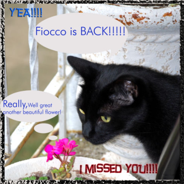 Picture of a cat / kitten / feline