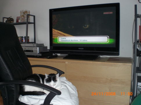 Picture of a cat / kitten / feline