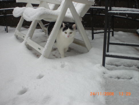 Picture of a cat / kitten / feline