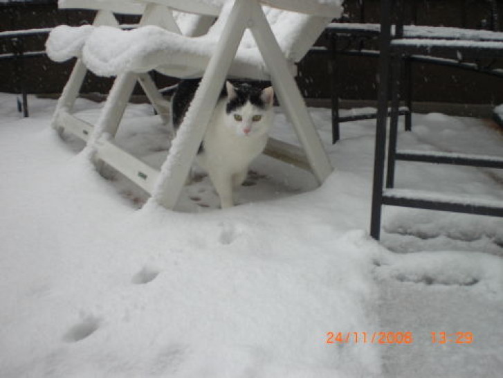 Picture of a cat / kitten / feline