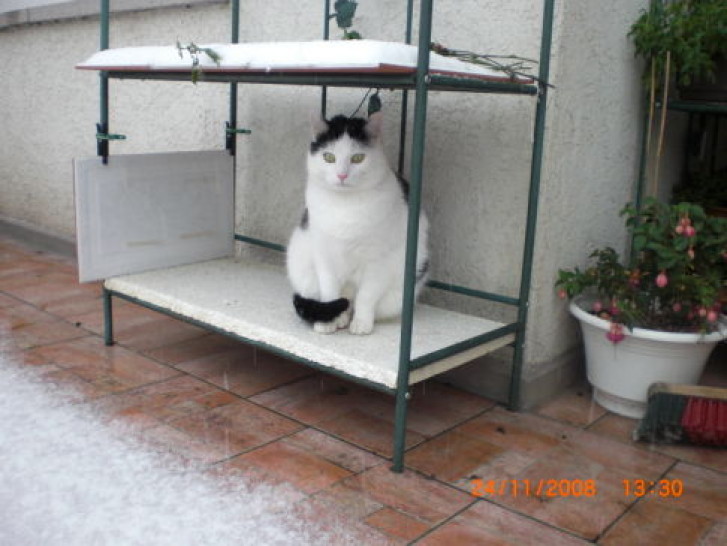 Picture of a cat / kitten / feline