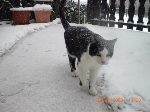 Picture of a cat / kitten / feline