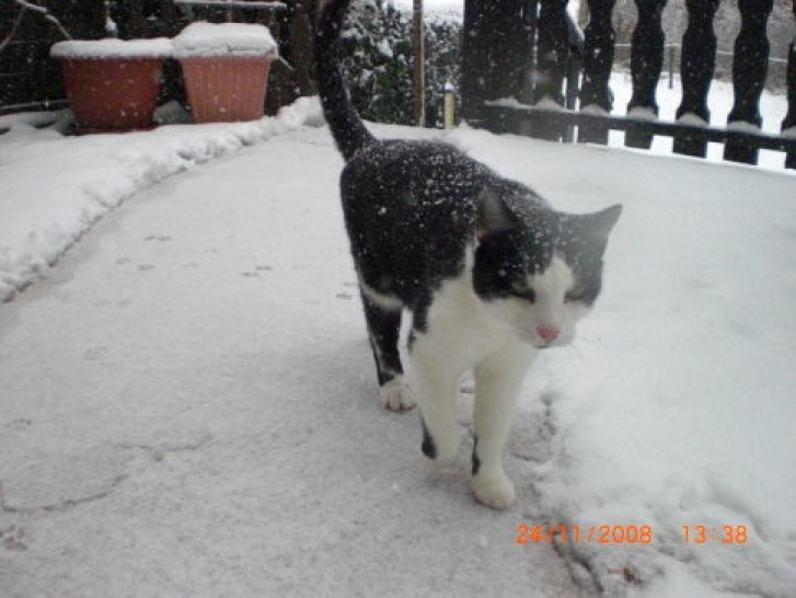 Picture of a cat / kitten / feline