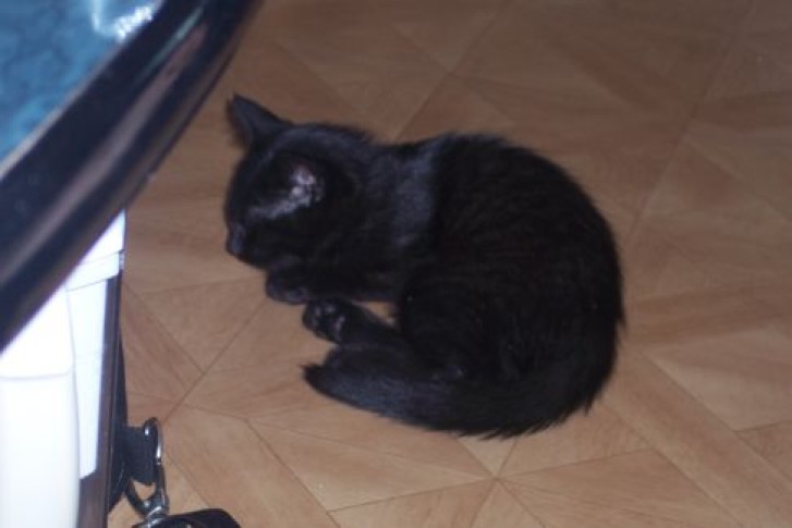 Picture of a cat / kitten / feline