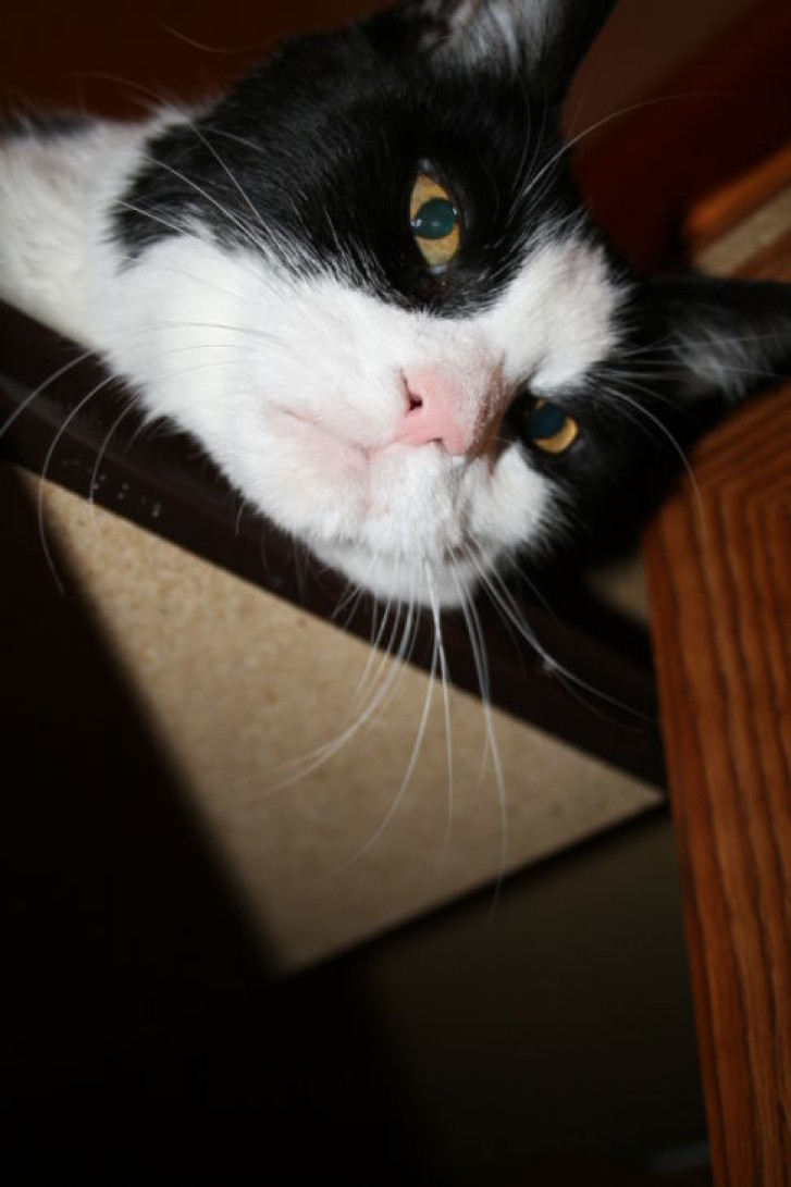 Picture of a cat / kitten / feline