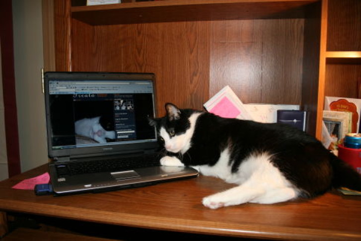 Picture of a cat / kitten / feline