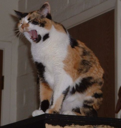 Picture of a cat / kitten / feline