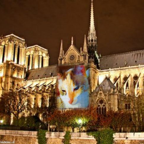 Picture of a cat / kitten / feline