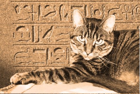 Picture of a cat / kitten / feline