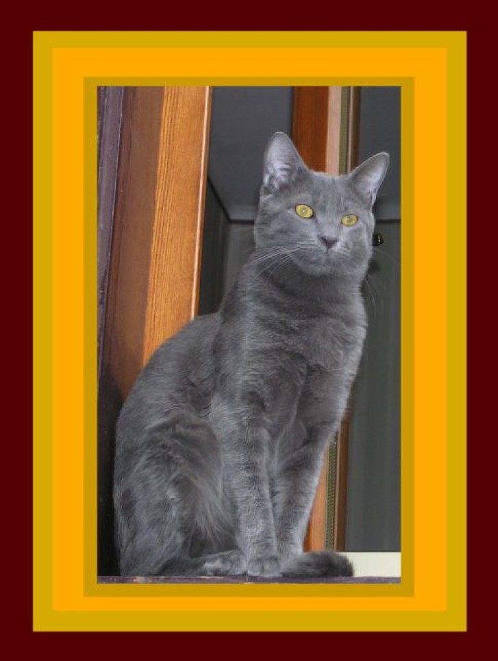 Picture of a cat / kitten / feline